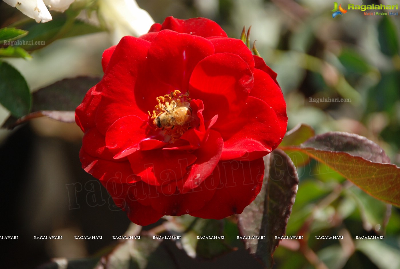 Horti Expo 2012