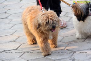 Blue Cross Pet Carnival Hyderabad