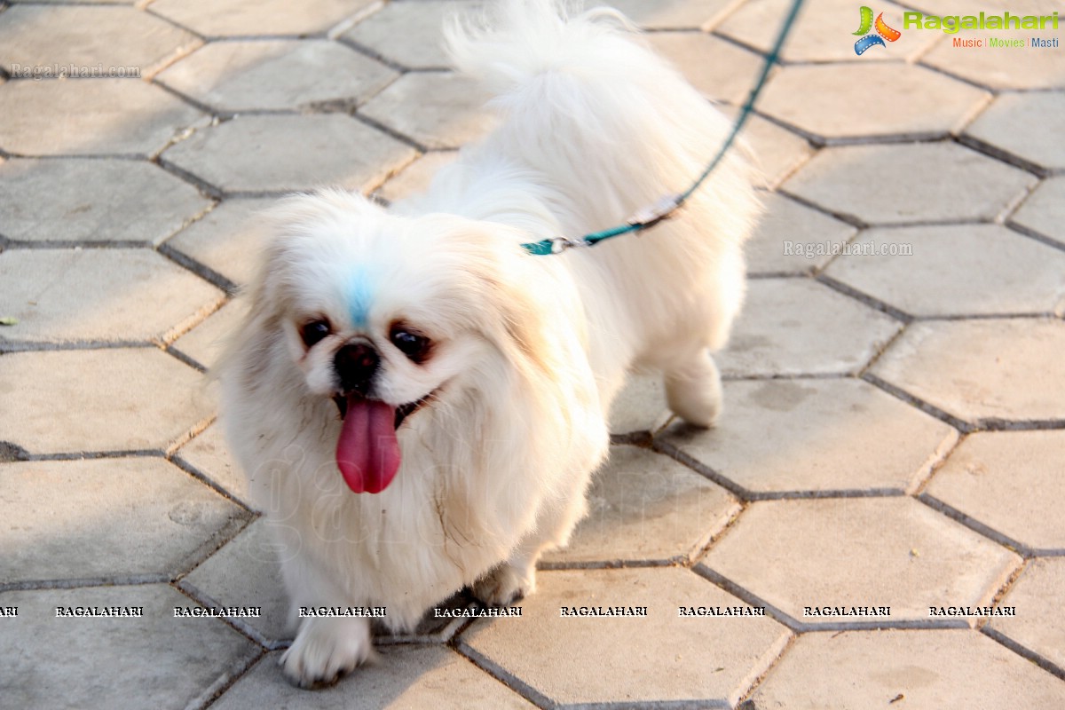 Pedigree Blue Cross Pet Carnival 2014 at N Convention