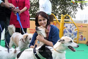 Blue Cross Pet Carnival Hyderabad