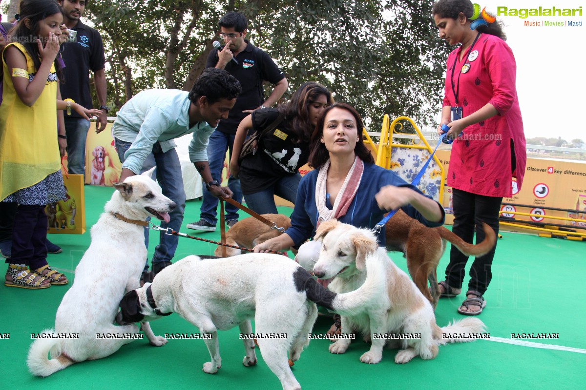 Pedigree Blue Cross Pet Carnival 2014 at N Convention