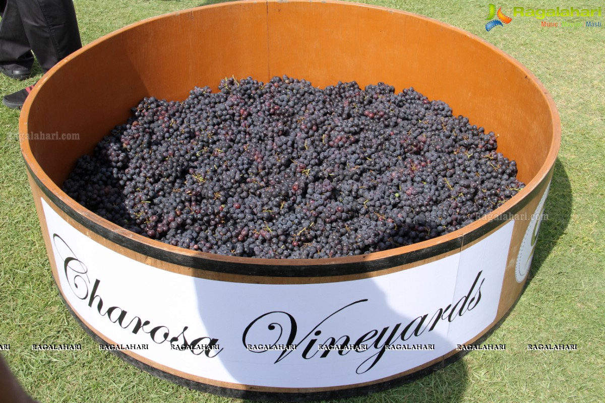 Grape Stomping by Charosa Vineyards at Hyderabad Golf Club