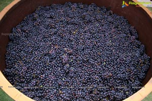 Grape Stomping Festival