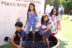 Grape Stomping Festival