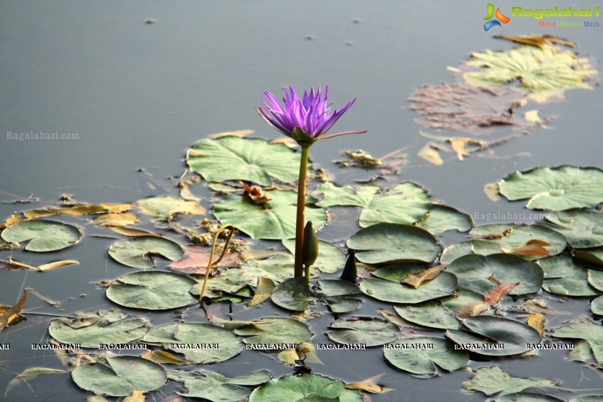 Save The Lake Event by St. Francis College For Women, Hyderabad