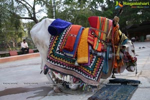 Sankranthi Sandadi