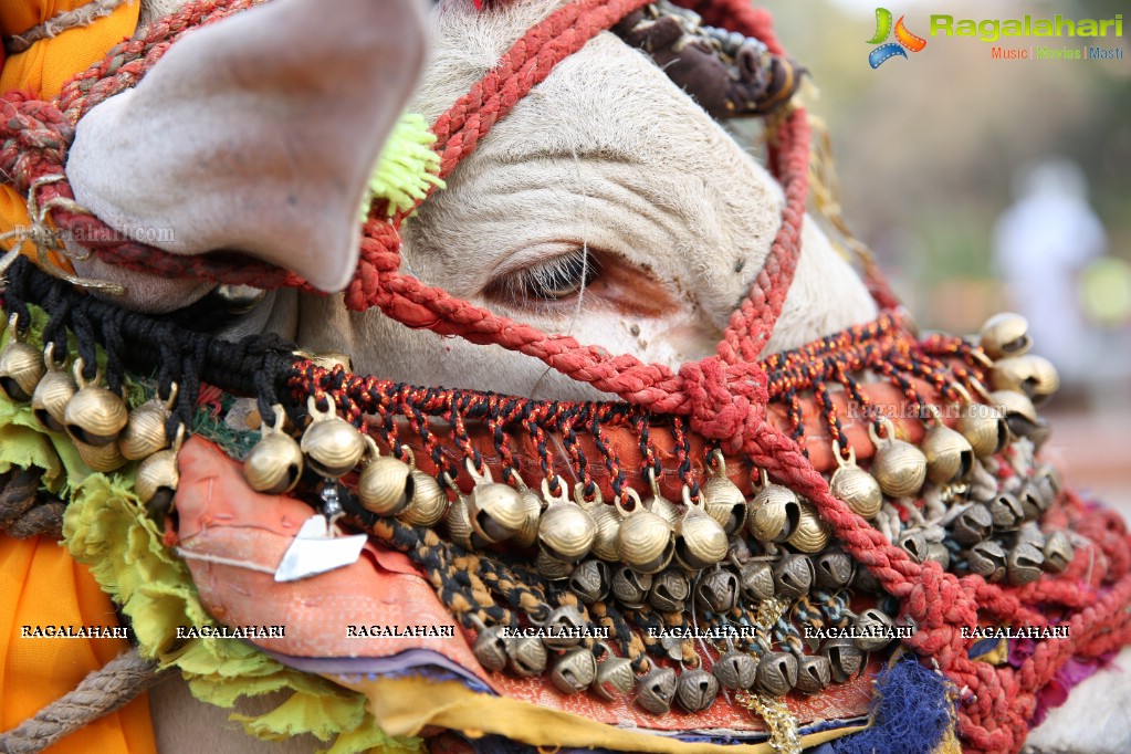 Sankranthi Sandadi at Shilparamam