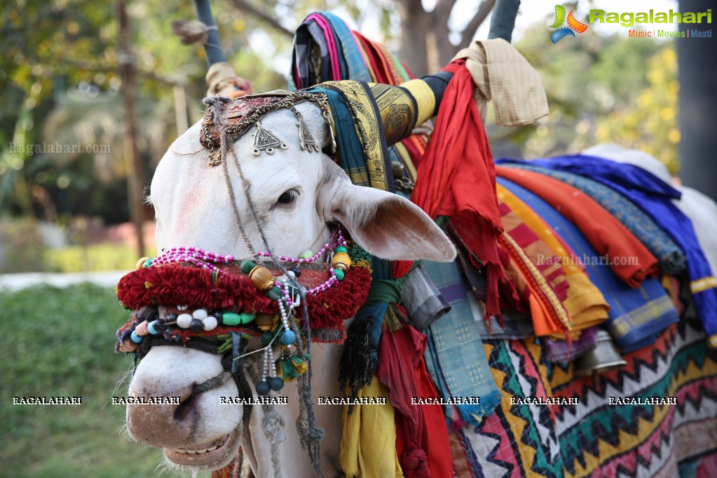 Sankranthi Sandadi at Shilparamam