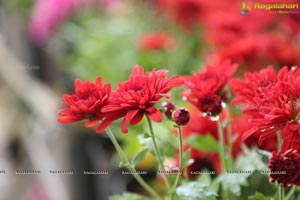 All India Horticulture & Agriculture Show & Nursery Mela