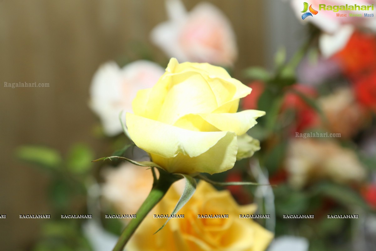 Hyderabad Rose Society Organizes 37th All India Rose Convention & Annual Rose Show