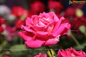 Annual Rose Show by Hyderabad Rose Society