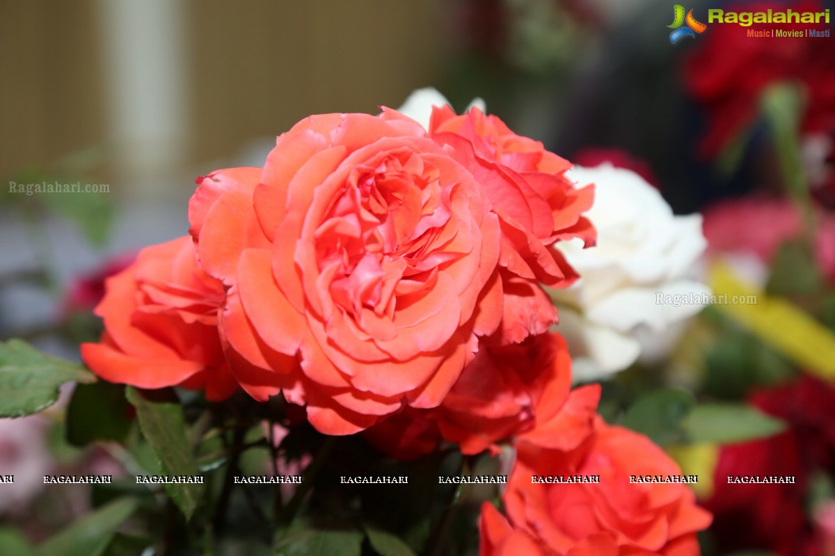 Hyderabad Rose Society Organizes 37th All India Rose Convention & Annual Rose Show