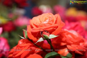 Annual Rose Show by Hyderabad Rose Society