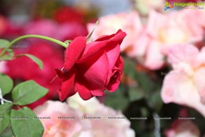 Annual Rose Show by Hyderabad Rose Society