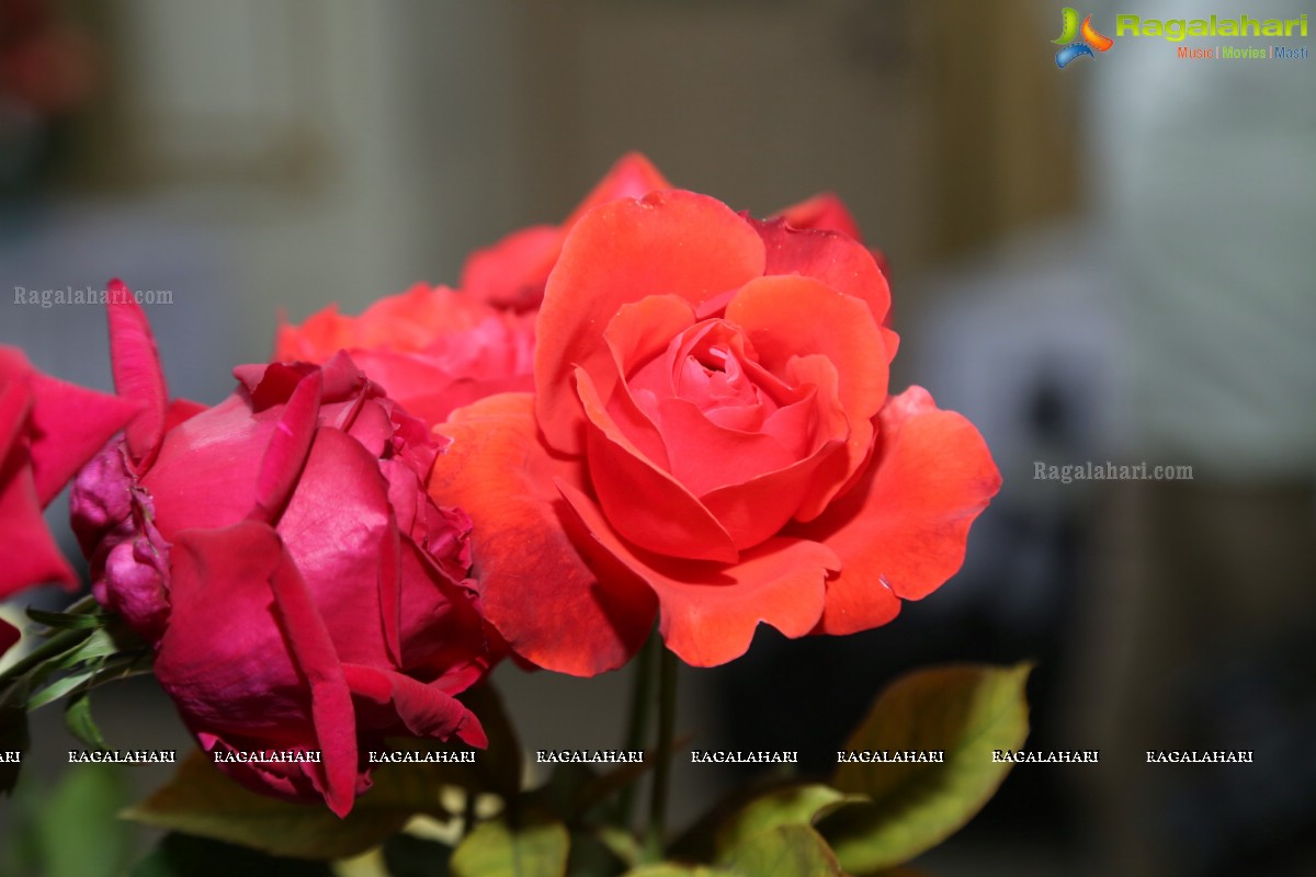 Hyderabad Rose Society Organizes 37th All India Rose Convention & Annual Rose Show