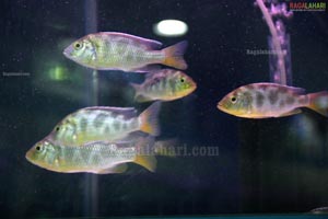 The One Stop Aquarium Mart - Ocean World Launched in Hyderabad