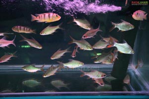 The One Stop Aquarium Mart - Ocean World Launched in Hyderabad