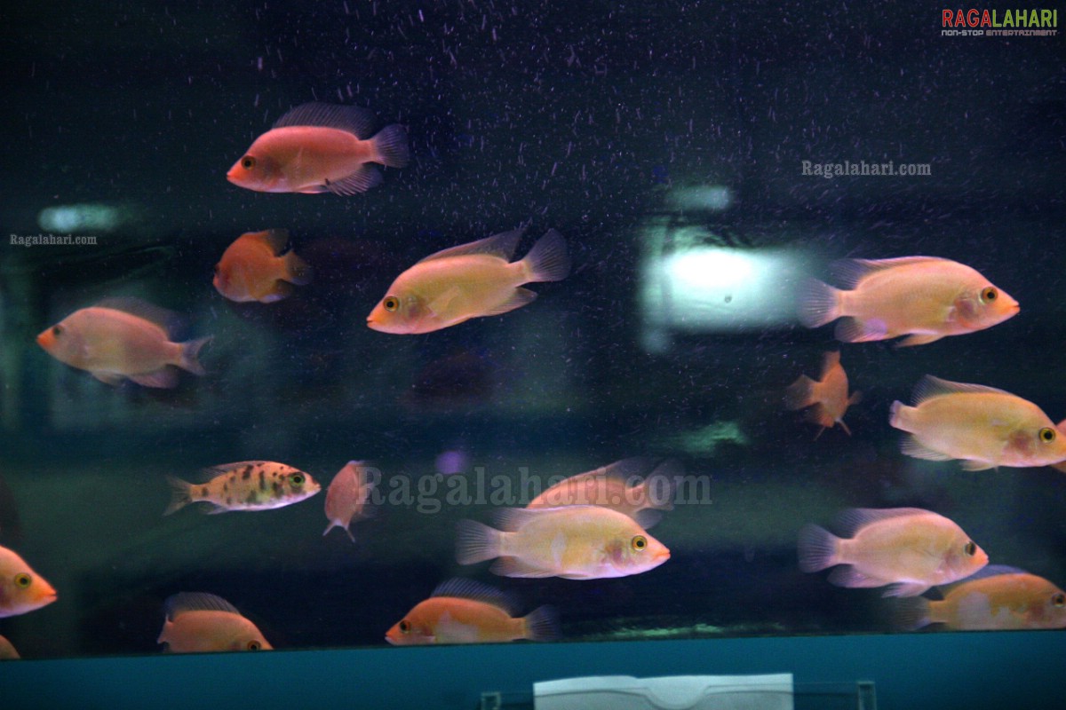 The One Stop Aquarium Mart - Ocean World Launch