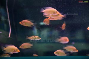 The One Stop Aquarium Mart - Ocean World Launched in Hyderabad