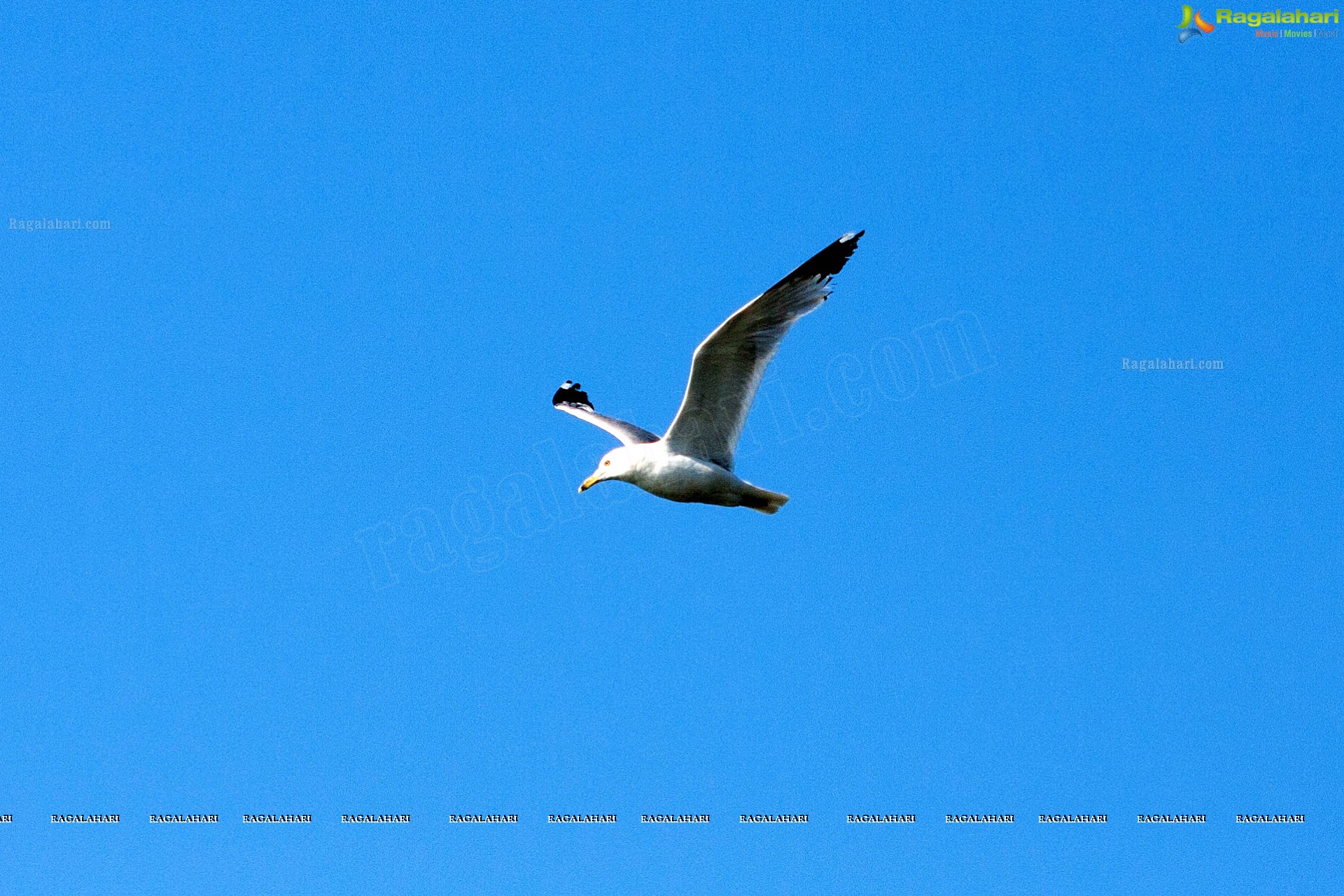 Bhanu Photography - Erie Beach