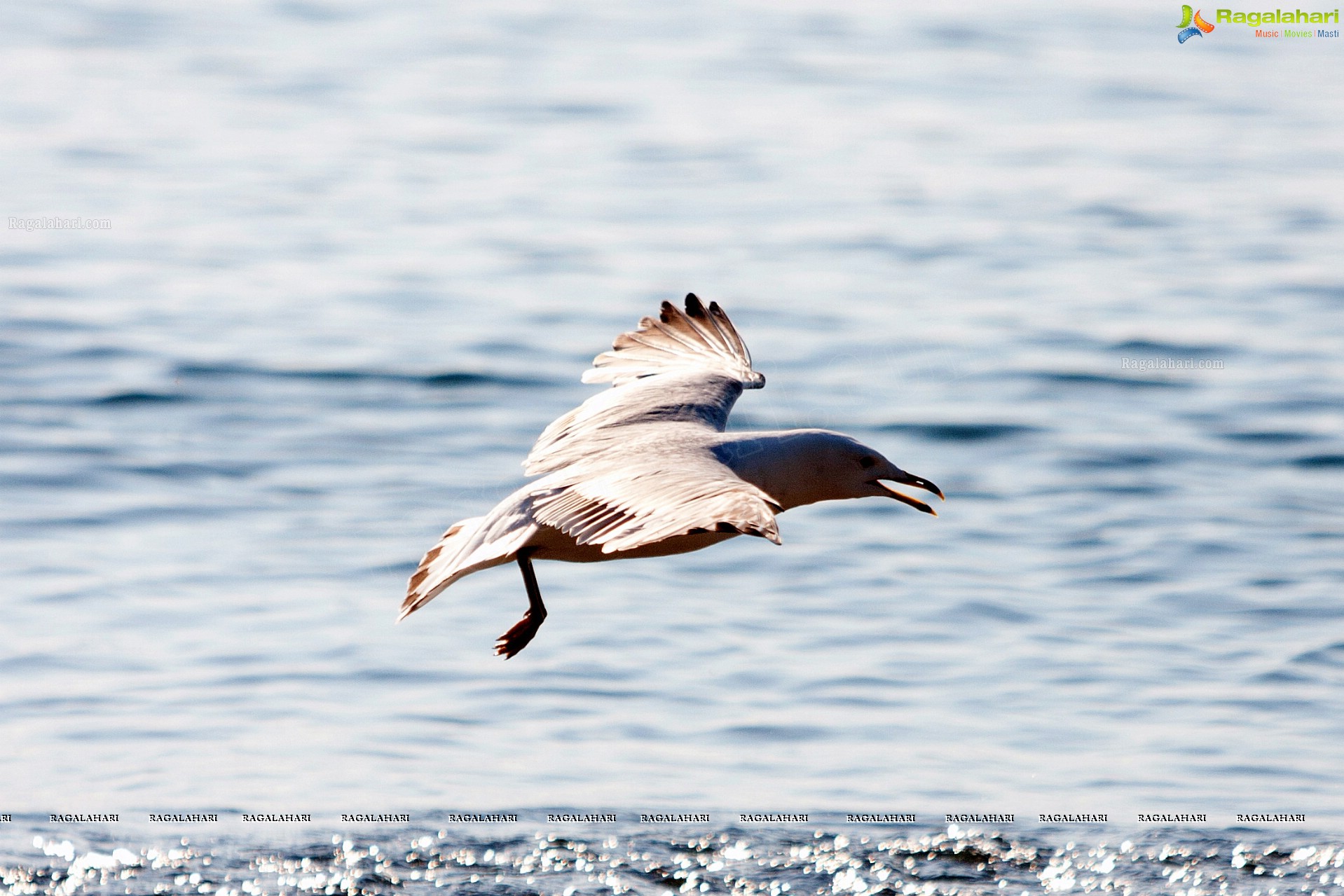 Bhanu Photography - Erie Beach