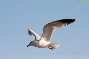 Erie Beach, USA - Photograhy by Bhanu