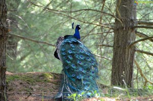 Photos of Iskon Temple at Wheeling, West Virginia, USA