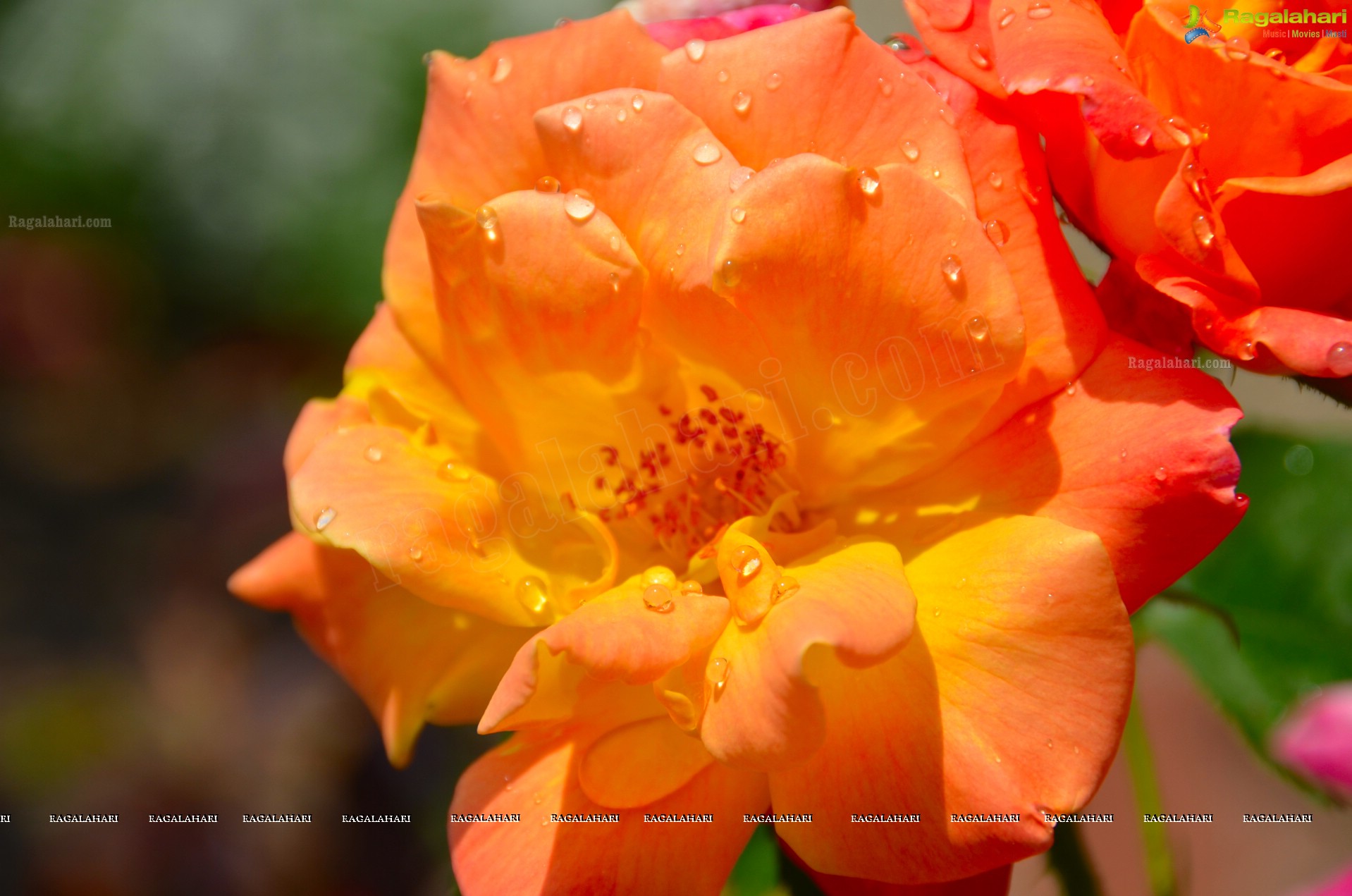 Sri Atluri Photography - Iskcon Temple, Wheeling, WV, USA (HD)