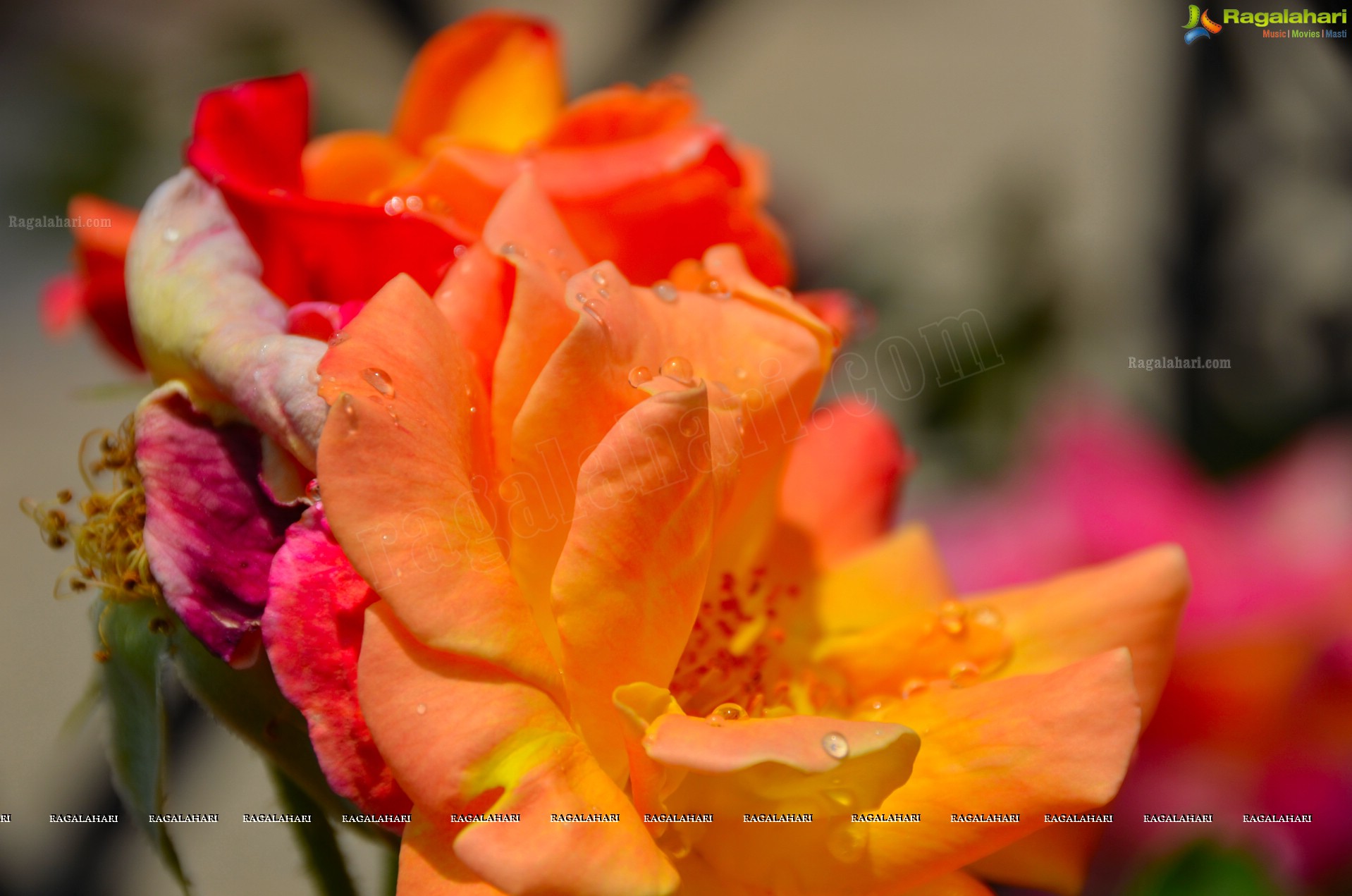 Sri Atluri Photography - Iskcon Temple, Wheeling, WV, USA (HD)