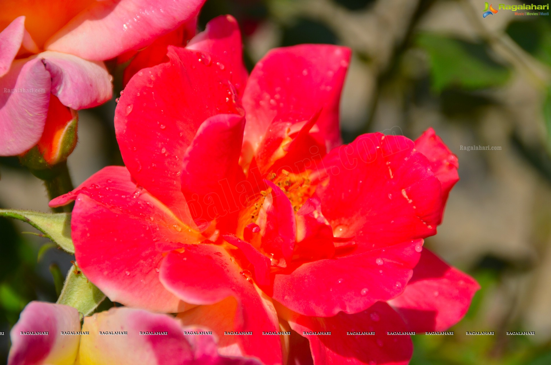 Sri Atluri Photography - Iskcon Temple, Wheeling, WV, USA (HD)