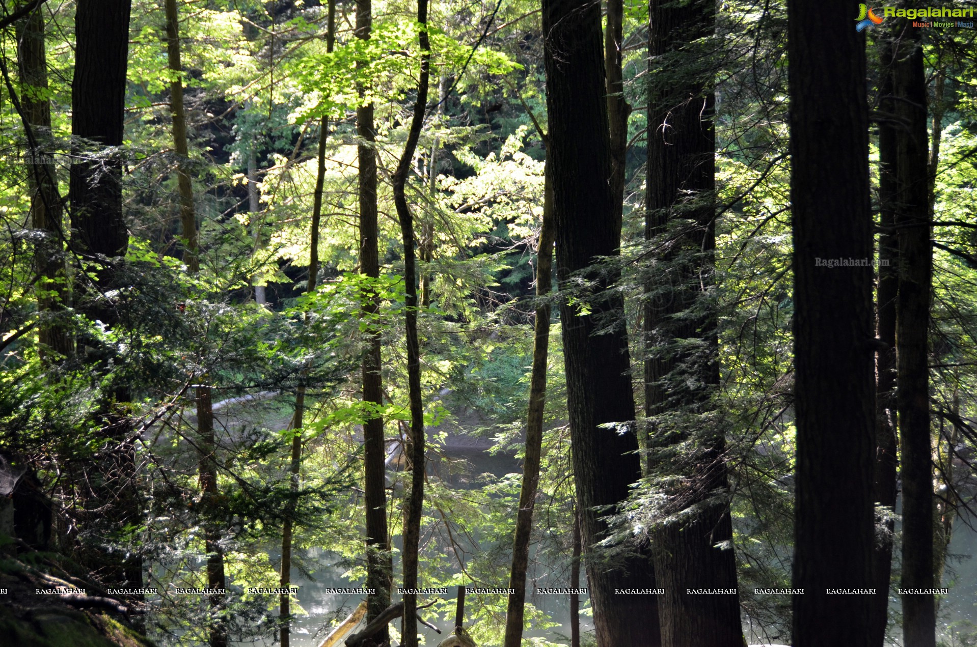 Sri Atluri Photography - McConnells Mill State Park, Pennsylvania, USA