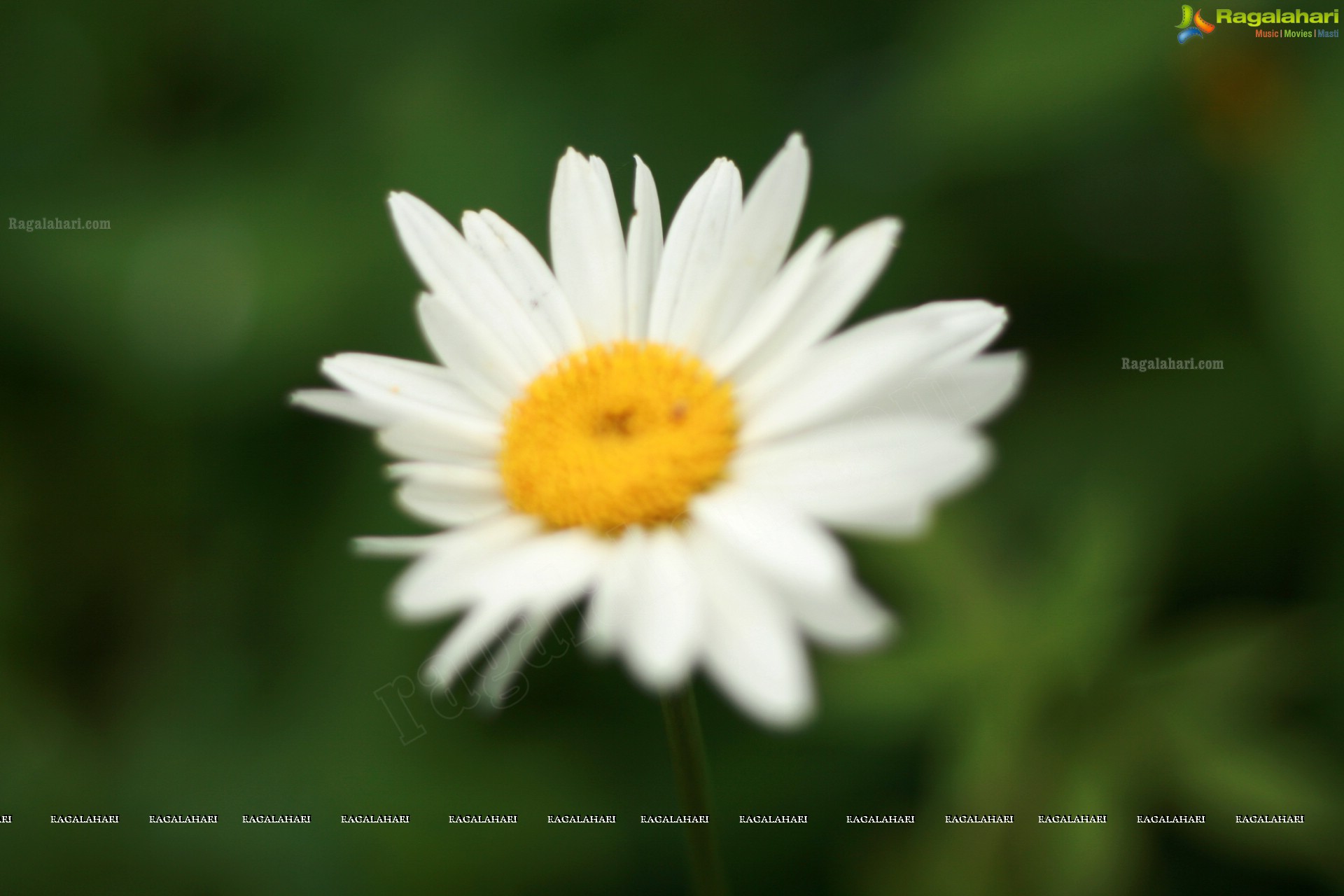 Sunil Photography - Virajpet, Karnataka