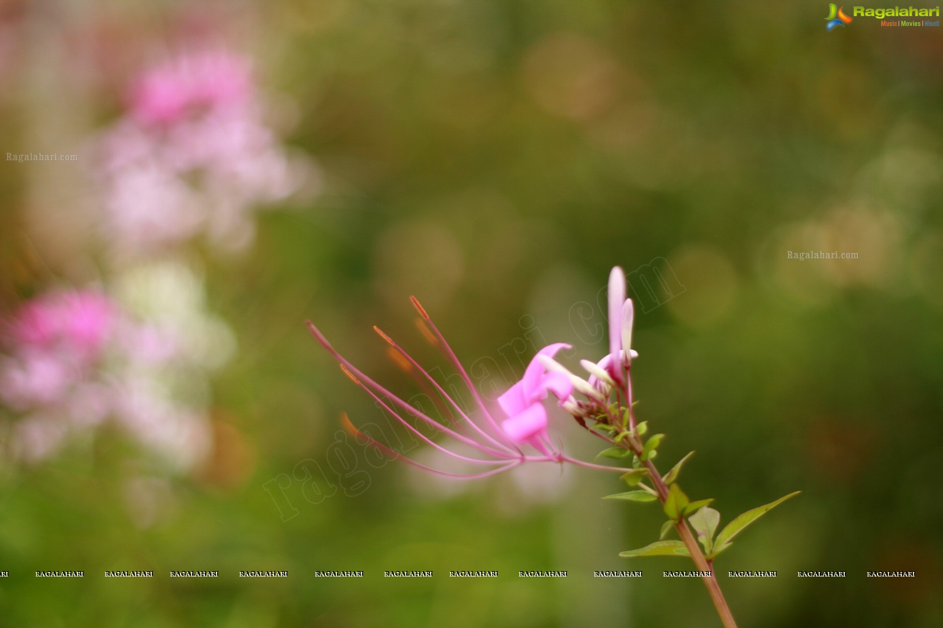 Sunil Photography - Virajpet, Karnataka