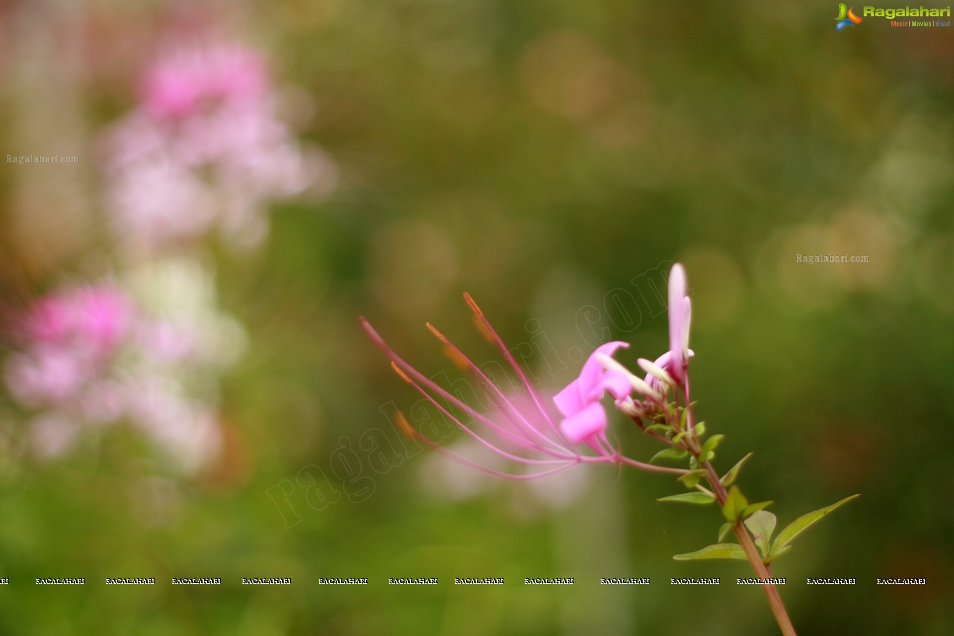 Sunil Photography - Virajpet, Karnataka