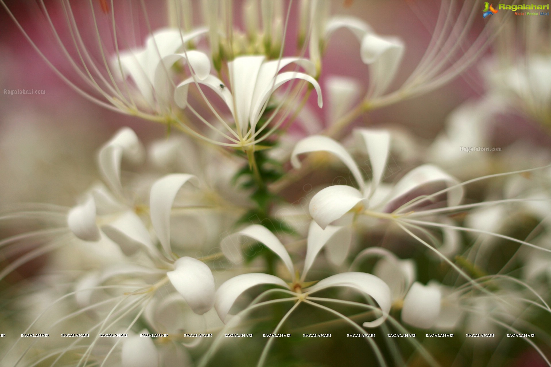 Sunil Photography - Virajpet, Karnataka