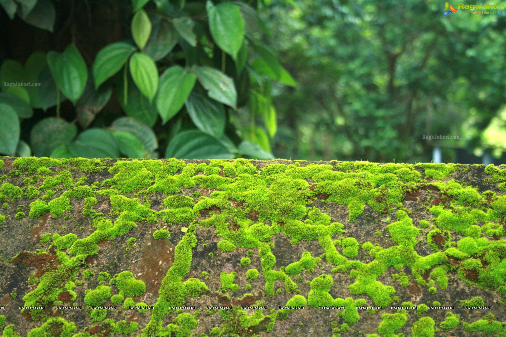 Sunil Photography - Virajpet, Karnataka