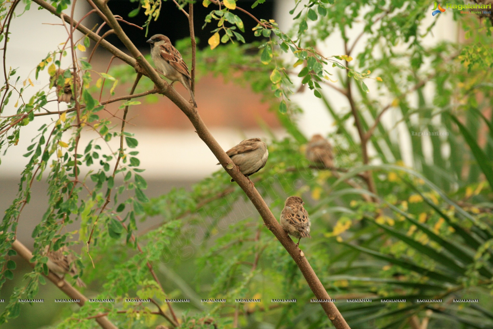 Sunil Photography - Virajpet, Karnataka