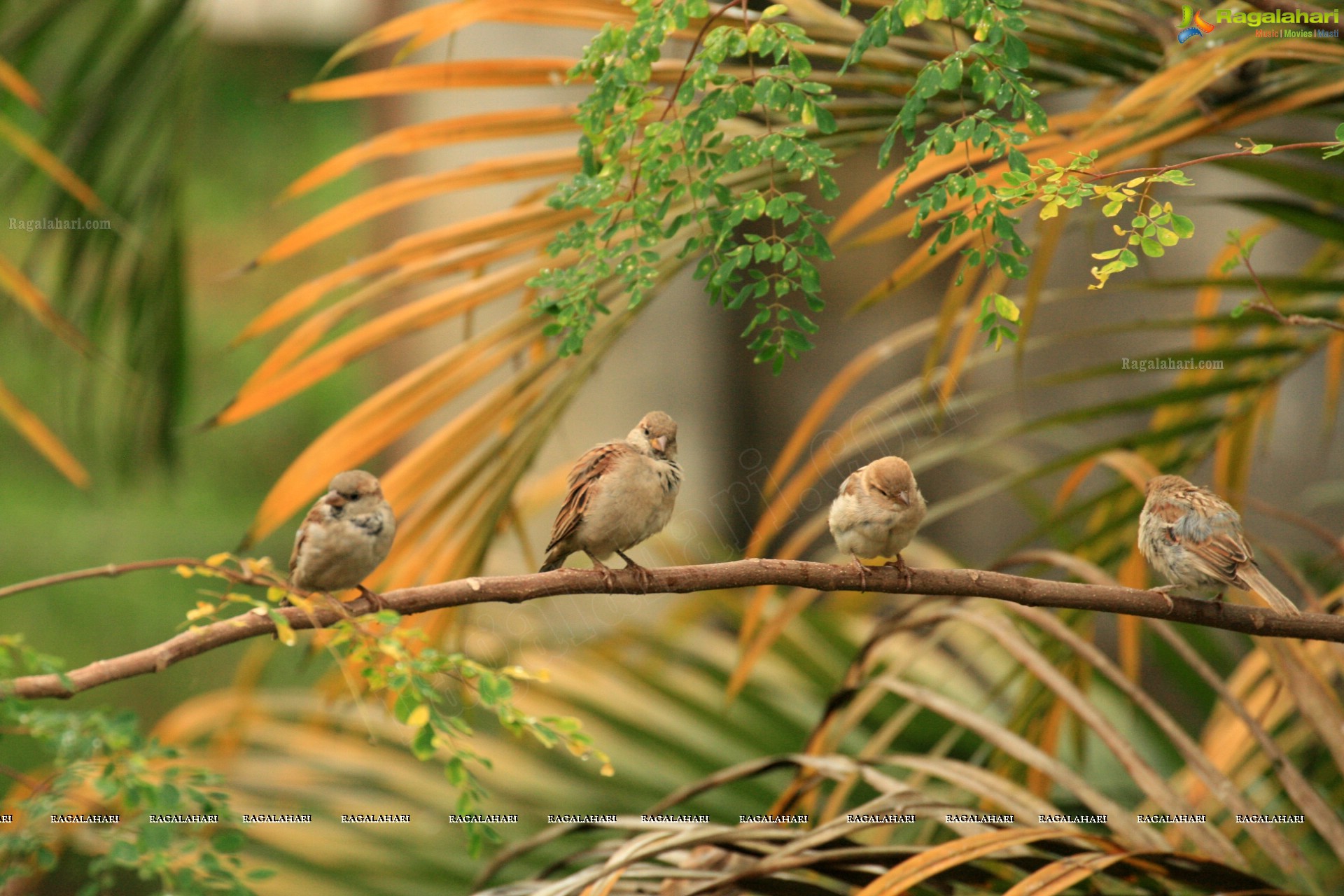 Sunil Photography - Virajpet, Karnataka