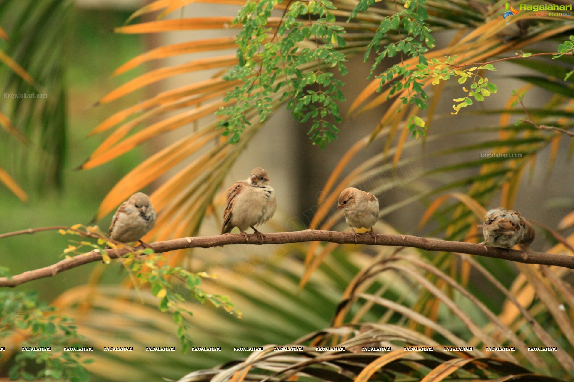 Sunil Photography - Virajpet, Karnataka