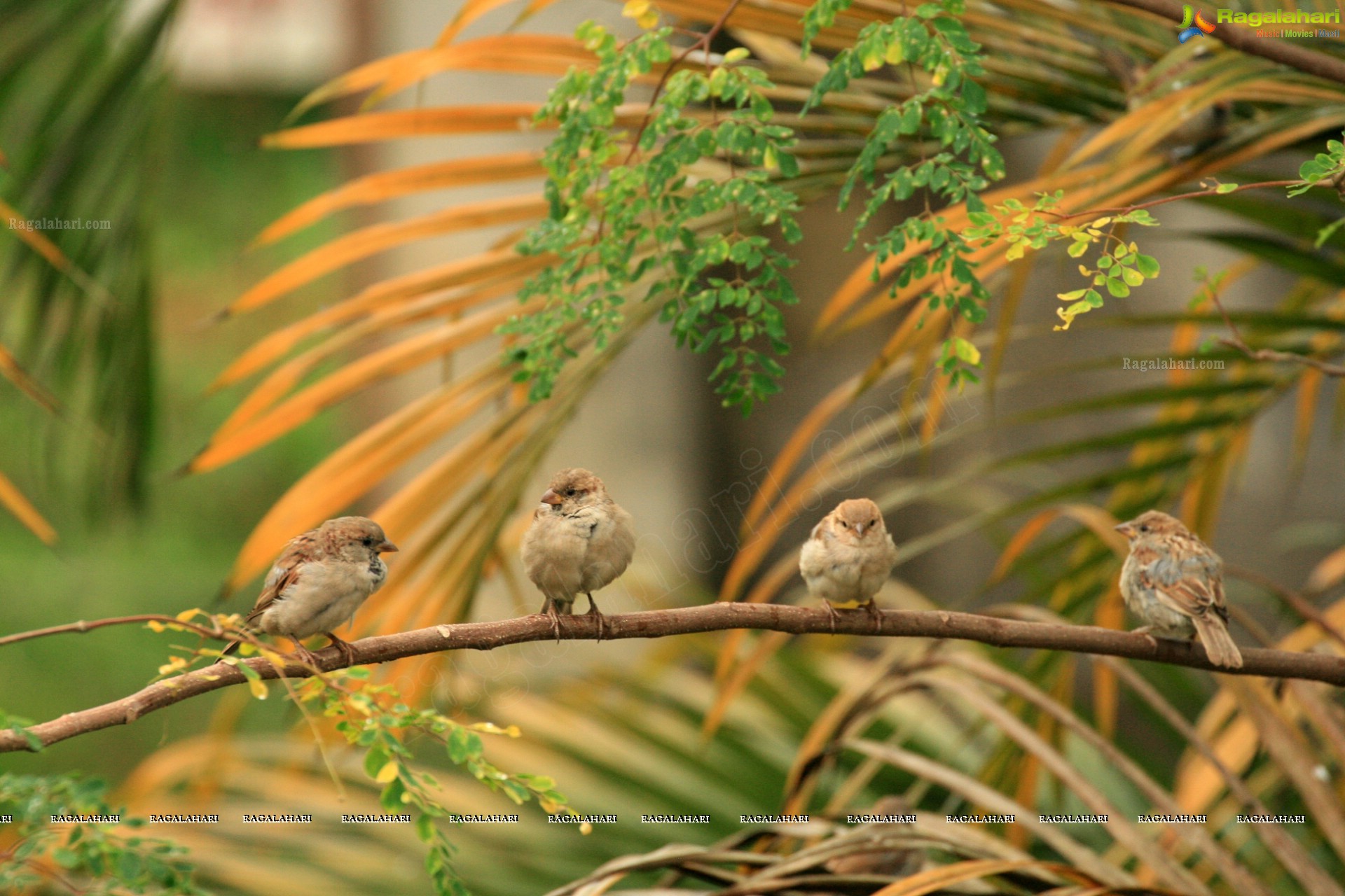 Sunil Photography - Virajpet, Karnataka