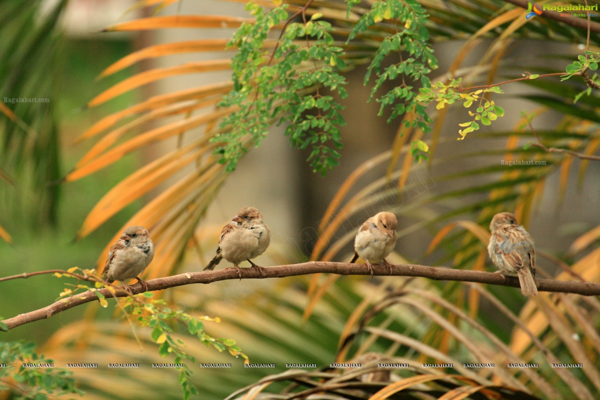 Sunil Photography - Virajpet, Karnataka