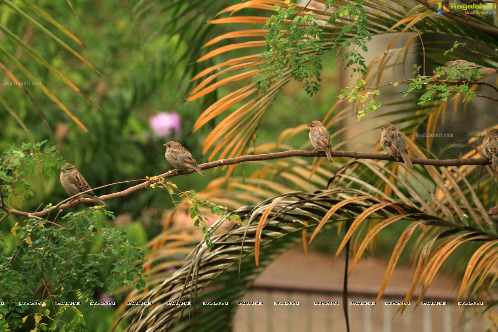 Sunil Photography - Virajpet, Karnataka