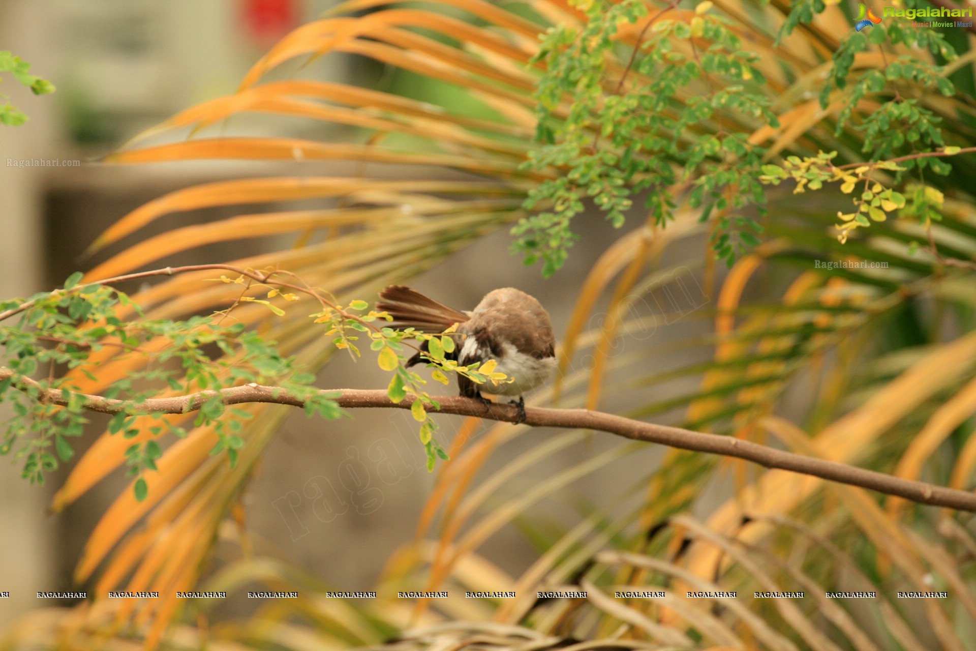 Sunil Photography - Virajpet, Karnataka