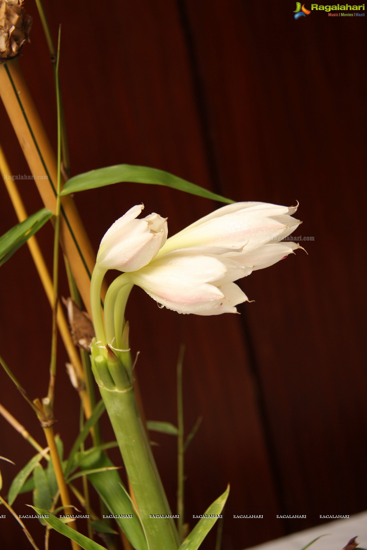 Ikebana International Hyderabad Chapter# 250: Kalanjali