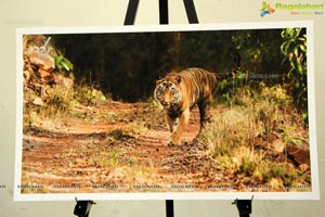 World Tiger Day Celebrations by Aircel