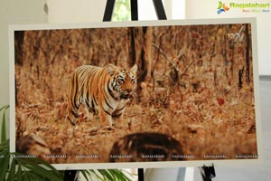 World Tiger Day Celebrations by Aircel