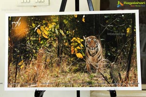 World Tiger Day Celebrations by Aircel