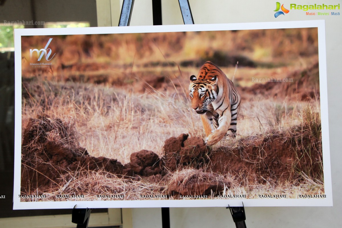 Kids for Tigers Fest 2015 - World Tiger Day Celebrations by Aircel