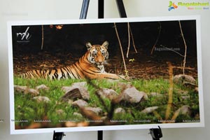 World Tiger Day Celebrations by Aircel