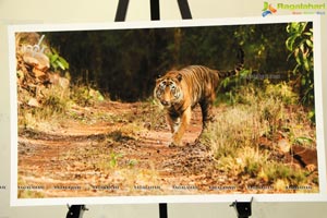 World Tiger Day Celebrations by Aircel